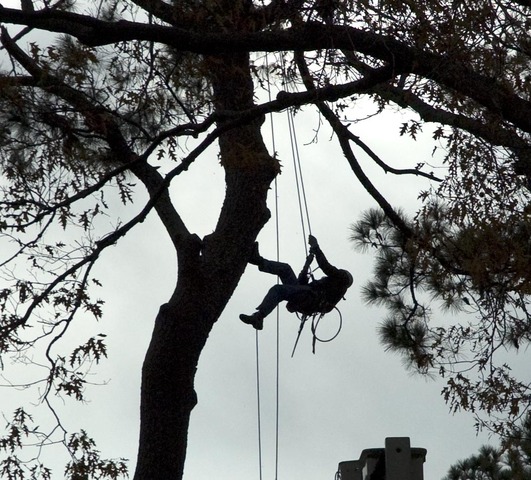 Eagles move to new nest