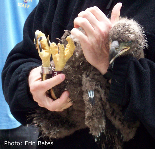 Eagle banding