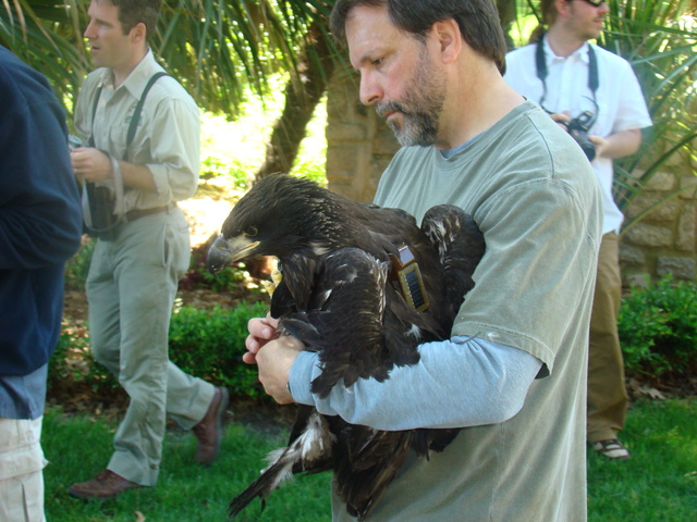 Satellite transmitter fitted on eaglet
