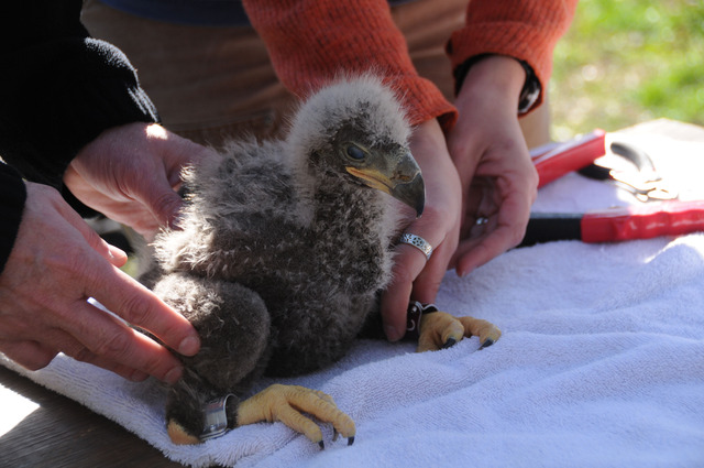 Eaglets banded