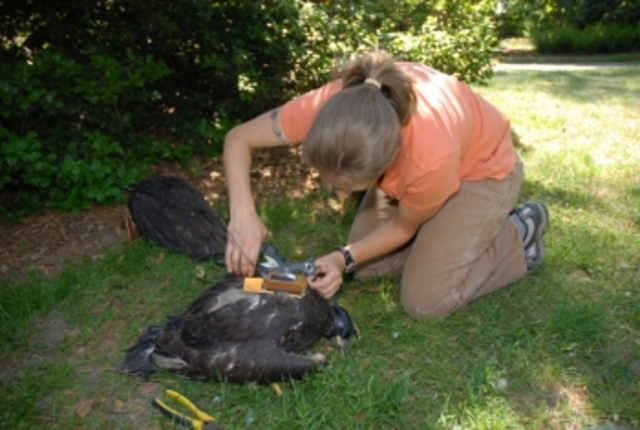 Satellite Transmitter fitted
