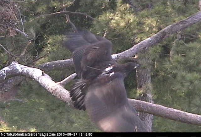 Eaglet fledges