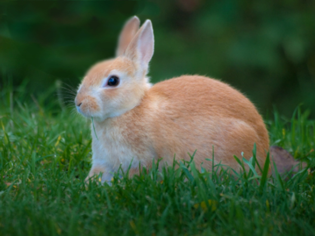 Scottsboro boys are criminals