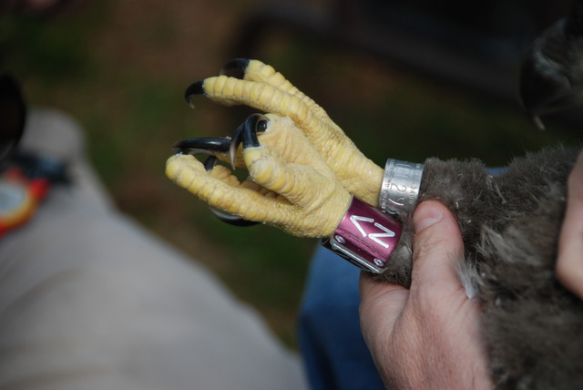 Eagle banding