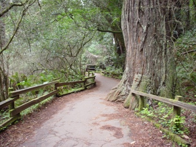 George goes on a nature walk with his dog.
