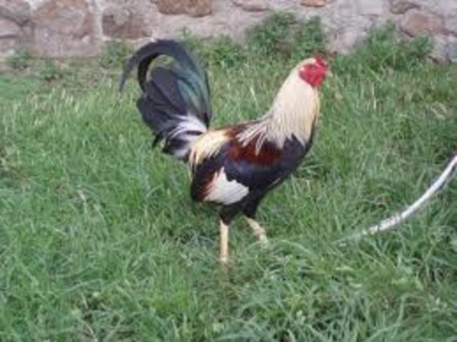 GALLOS FINOS