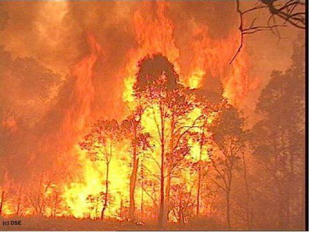 Ash Wednesday bushfires kill 72 people in Victoria and South Australia