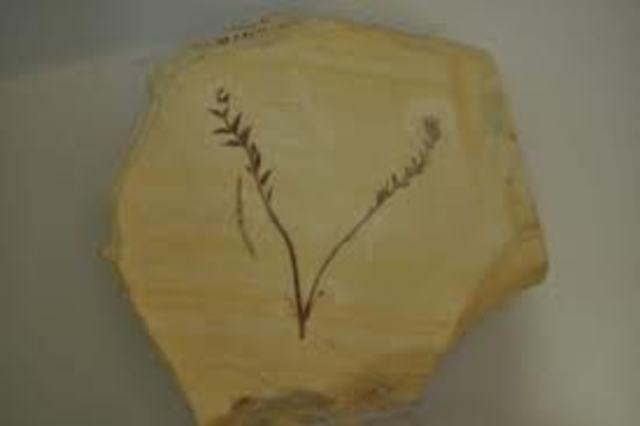 Oldest Known Flowering Plants