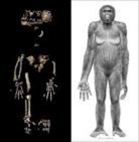 Oldest known primates