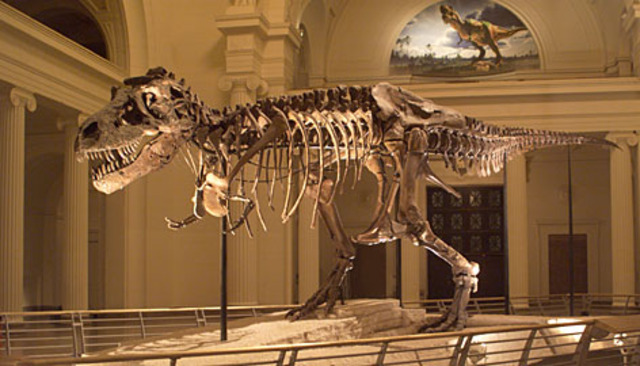 Science & Technology: Discovery of "Sue" the tyrannosaurus