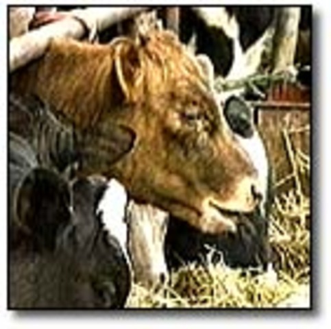 EU bans export of British beef