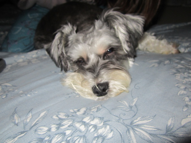 + 7 quand j'ai eu mon petit chien : Zoey