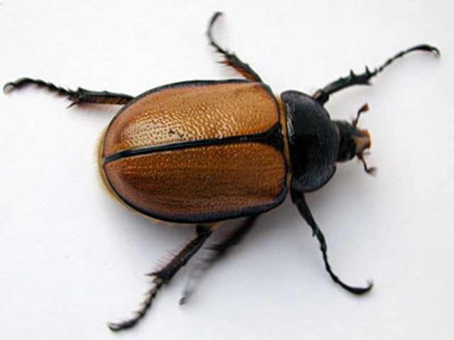 Publicación de la metamorfosis