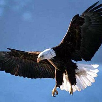 Timeline: Bald Eagles in Iowa, a Brief History