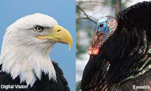 The Bald Eagle is adopted as the national bird