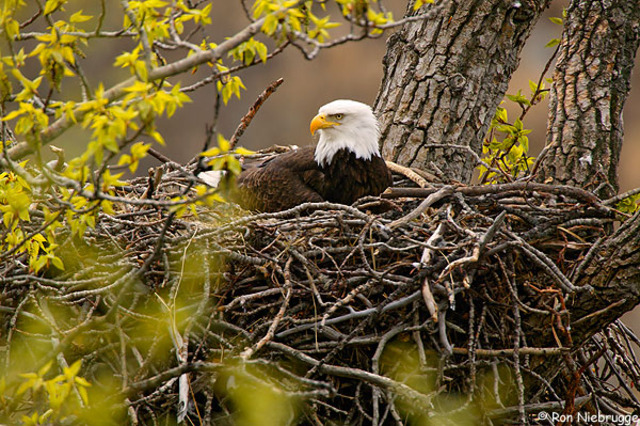 Bald Eagles Disappear from Iowa