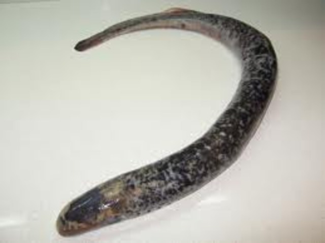 estos son peses que evolucionaron en el agua