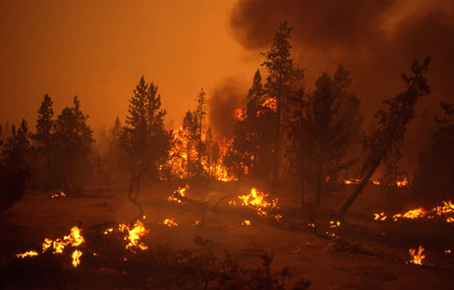1988 Yellowstone Fires