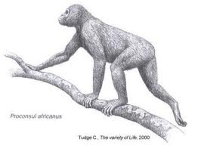Especie procónsul 22 a 18 millones de años