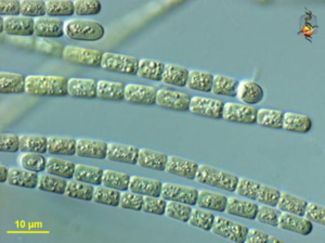 First Cynobacteria appear 2.8 Billion Years Ago