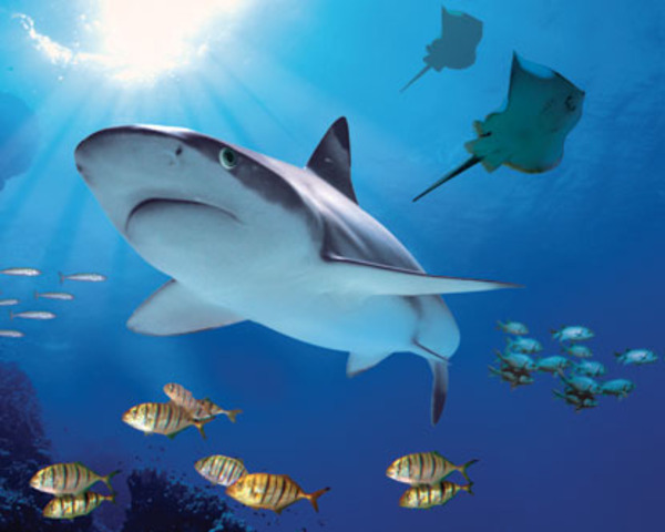 Sea Life London Aquarium: VIP Behind the Scenes Tour