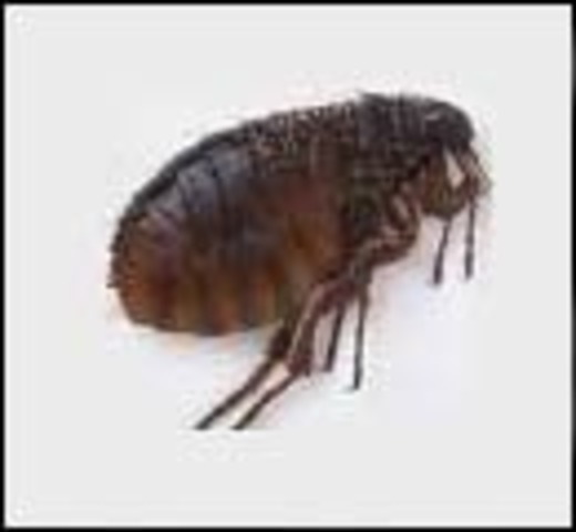 Flea Infestation