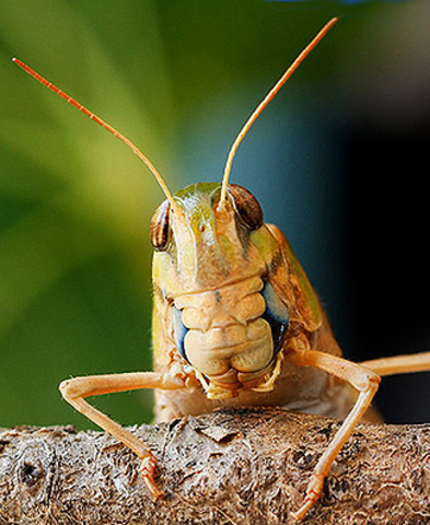 Locust Infestation in Roof