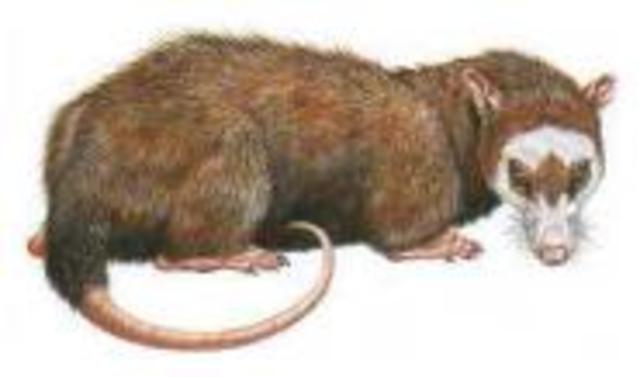 Los homínidos o primeros humanos: