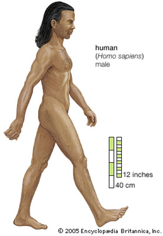 HOMO SAPIENS SAPIENS 40.000