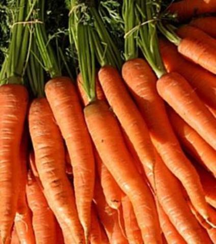 the day i became a vegetarian