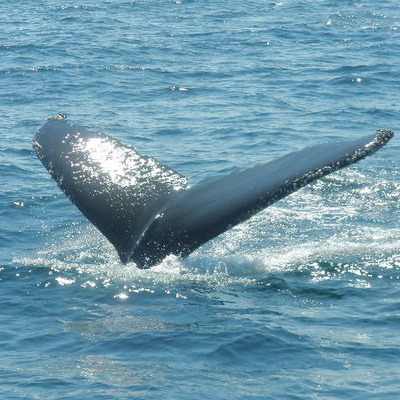 Timeline: Denise Organ's Career