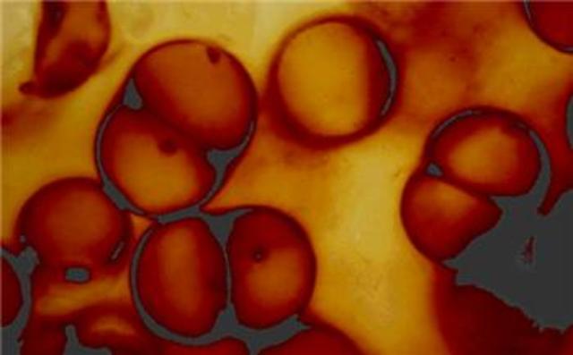 First Eukaryotes Appear - 1.2 Billion Years Ago