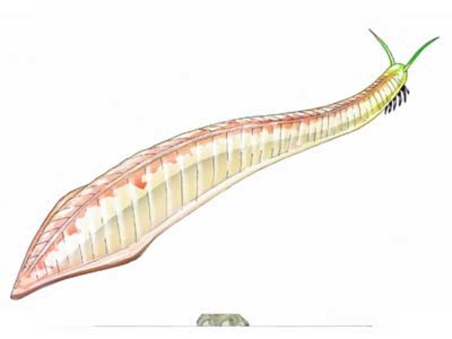 First Vertebrates Appear - 500 Million Years Ago