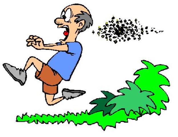 I was attacked by bees.