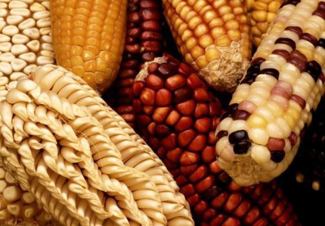 Agriculture (Latin America)