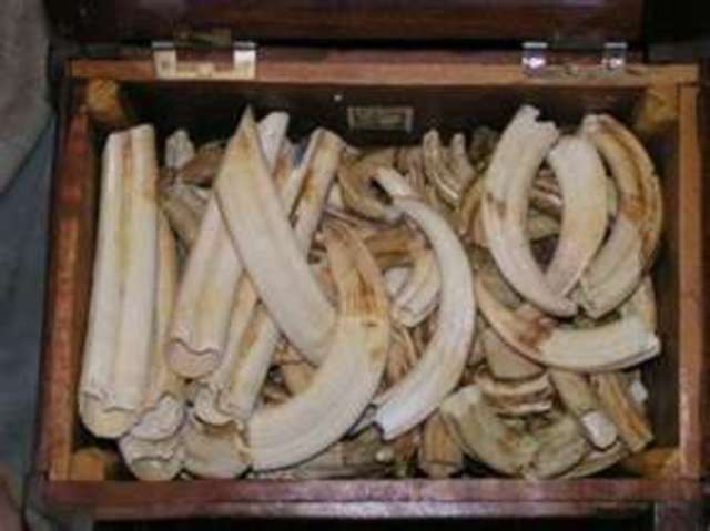 More Slave Trade from Central Africa