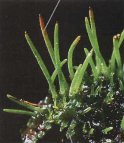 First Plats Appear - 500- 400 Million years ago