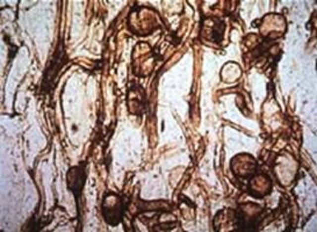 First Fungi Appear - 300 Million Years Ago