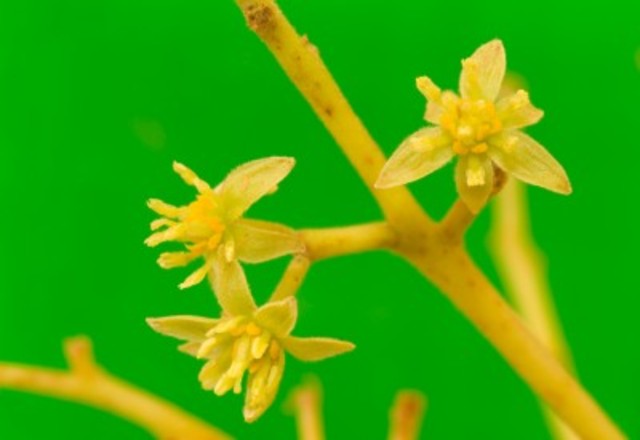 First Flowering Plants On Earth - 165 Million Years Ago