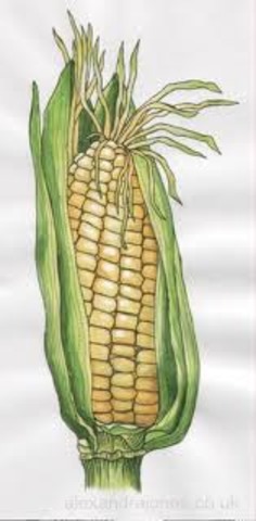 Cultivation of maize in North America