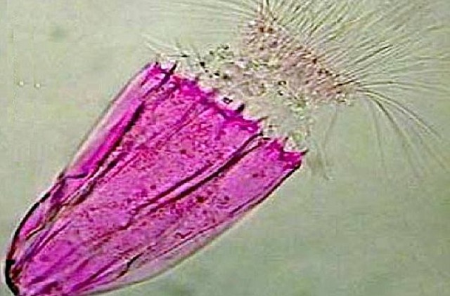 First multicellular organisms appear