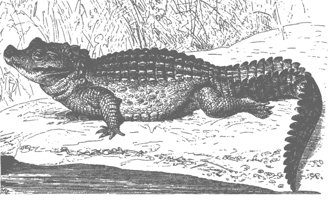 First land animals appear