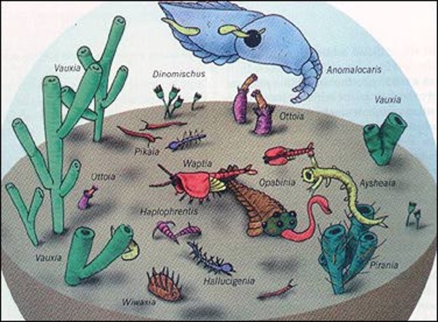 1 BYA - MULTICELLULAR LIFE