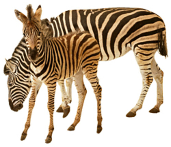 550 MYA - COMPLEX ANIMALS