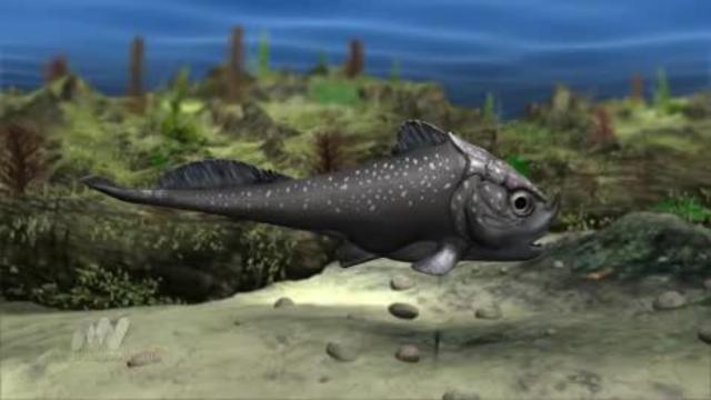 550 MYA - FISH