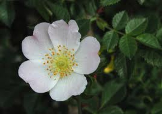 475 MYA - LAND PLANTS