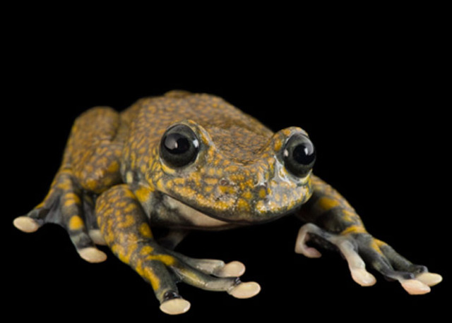 360 MYA - AMPHIBIANS