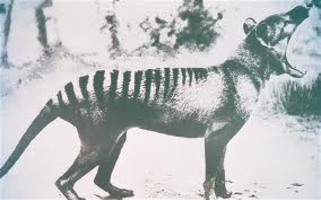 Last known Tasmanian tiger dies