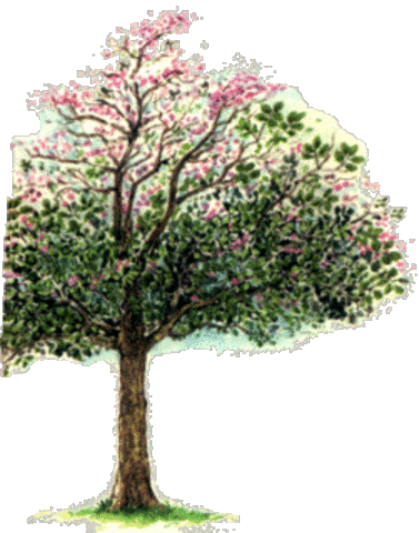 primeras plantas fuera del mar