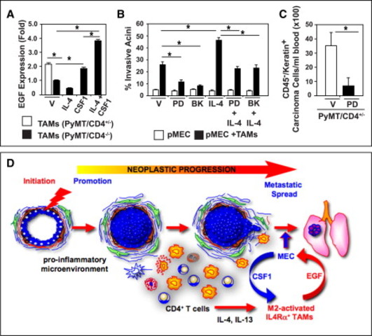 Immune regulation of mammary cancer metastasis